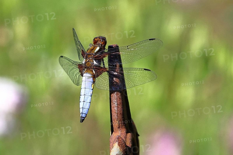 Flat-bellied dragonfly (Libellula depressa), family of damselflies (Libellulidae), male sitting on a fence top in the garden, close-up, Wilnsdorf, North Rhine-Westphalia, Germany