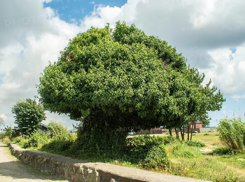 Tree covered in ivy in Abbekås, Skurup municipality, Skåne County, Sweden, Scandinavia