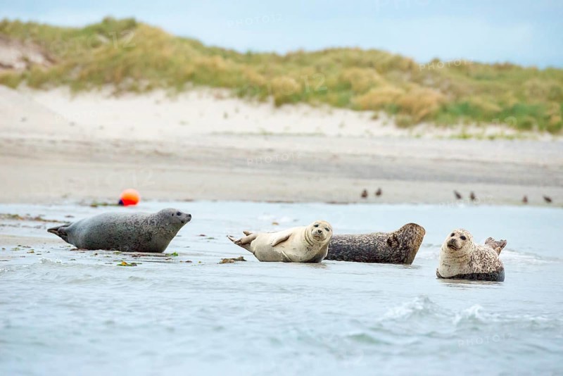 Several harbour seals (Phoca vitulina), seals, group, resting at low tide at the edge of the water, shore, sandy shore, wide sandy beach, small waves wash on the deserted, bright beach, calm sea in the evening, in the background a buoy and white dunes, sand dunes with vegetation, little surf, overcast sky, nobody, maritime landscape, serenity, relaxation, smile, view, island dune, Helgoland, Schleswig-Holstein, North Sea, Germany