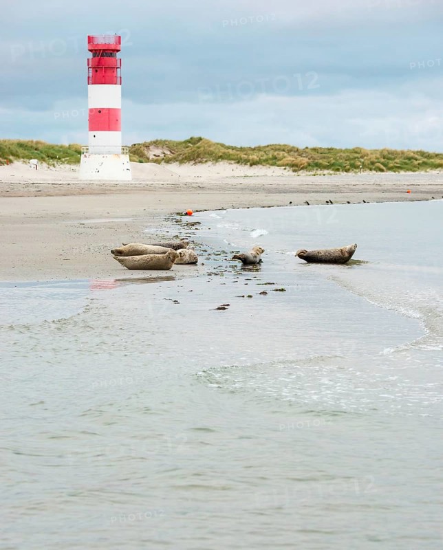 Several harbour seals (Phoca vitulina), seals, group, resting at low tide at the edge of the water, shore, sandy beach in front of the red and white striped lighthouse Helgoland Düne (rear light), small waves wash on the deserted, bright beach, calm sea in the evening, in the background white dunes, sand dunes with vegetation, little surf, overcast sky, nobody, maritime landscape, serenity, relaxation, island dune, Helgoland, Schleswig-Holstein, North Sea, Germany