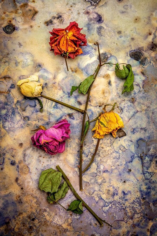 Scattered dried faded roses on a textured surface capture the essence of time passing. The vibrant colors of the roses contrast beautifully with the muted background, showcasing natural aging