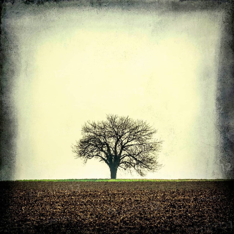 A solitary tree stands prominently in a vast, empty field in France. The landscape features muted tones with cloudy skies overhead, creating a tranquil yet somber atmosphere