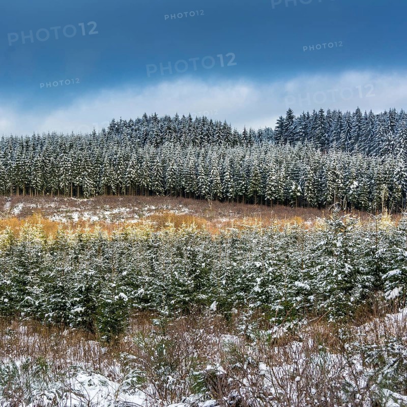 Snow-covered fir trees stretch across the winter landscape of Natural Regional Park of Livradois Forez. The serene ambiance highlights the beauty of nature during this chilly season. Puy de Dome. Auvergne Rhone Alpes. France
