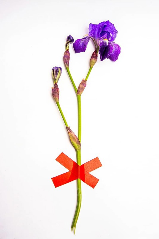 A striking purple flower stands upright, accented by a bright red ribbon at its base. The contrast between colors highlights the flower's unique features in a clean setting