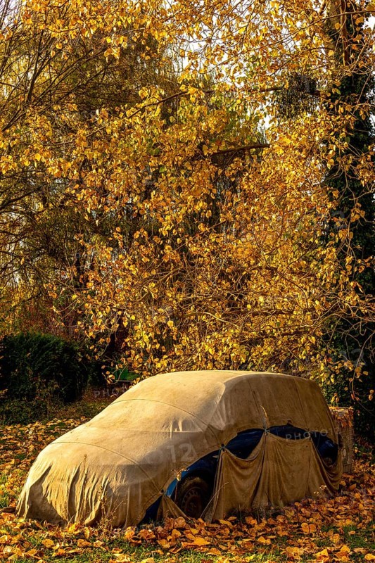 A car is concealed under a tarpaulin, positioned beneath a tree adorned with vibrant autumn leaves. Nearby, a carpet of fallen leaves enhances the serene outdoor ambiance