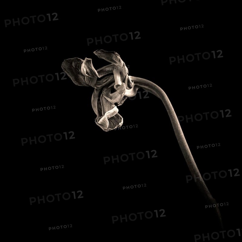 A wilted tulip bends gracefully, its delicate petals curling inward and highlighting the contrast between life and decay. The dark background accentuates the fragile nature of the flower
