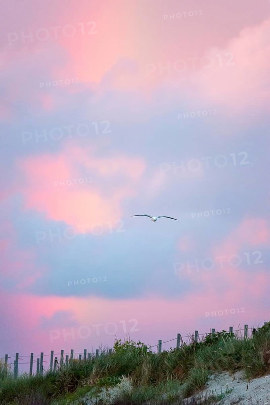 A lonely herring gull (Larus fuscus) flies in front of a pastel-coloured sky at sunset with rainbow over the dunes on the northern beach and the panoramic path there, gliding flight, gliding, gliding flight, sailing, rosy illuminated, cloudy, pink clouds, glowing sunset sky, blue, violet, purple, white dunes, sand dunes with vegetation, maritime landscape, island dune, Heligoland, Schleswig-Holstein, North Sea, Germany