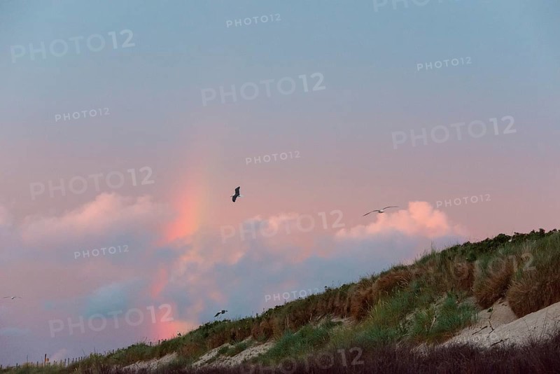 Several herring gulls (Larus fuscus) fly in front of a pastel-coloured sky at sunset with rainbow over the dunes on the northern beach, gliding flight, gliding, gliding, sailing, rosy illuminated, cloudy, pink clouds, violet, blue, purple, glowing sunset sky, white dunes, sand dunes with vegetation, maritime landscape, island dune, Heligoland, Schleswig-Holstein, North Sea, Germany