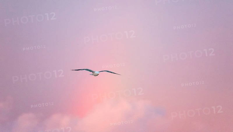 A lonely herring gull (Larus fuscus) flies in front of a pastel-coloured sky at sunset with rainbow, gliding flight, gliding, gliding flight, sailing, rosy illuminated, cloudy, pink clouds, glowing sunset sky in purple, blue, violet, maritime, island dune, Helgoland, Schleswig-Holstein, North Sea, Germany