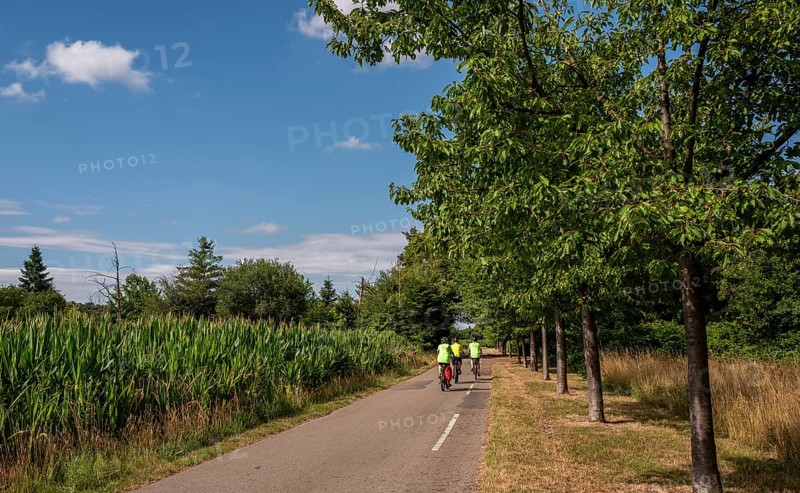 Cyclist on a cycle path between corn fields and trees along the route between Frankfurt am Main and Kelsterbach, Hesse, Germany
