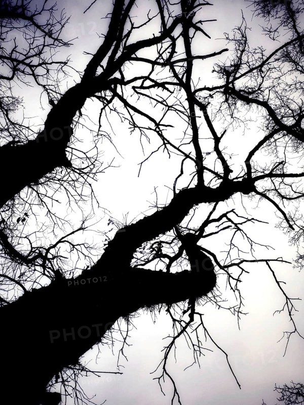 Bare branches stretch across the sky, creating a stark silhouette. The overcast atmosphere enhances the somber mood of the scene, typical of a chilly autumn day