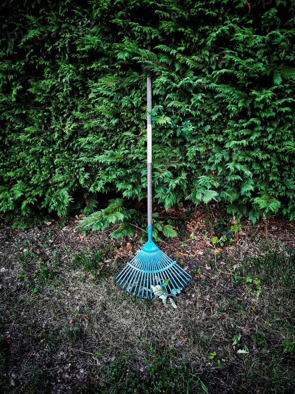 A bright blue rake is positioned against a dense green hedge in a garden. Surrounding the rake is a patch of earth with scattered leaves and trimmed grass, indicating recent gardening work