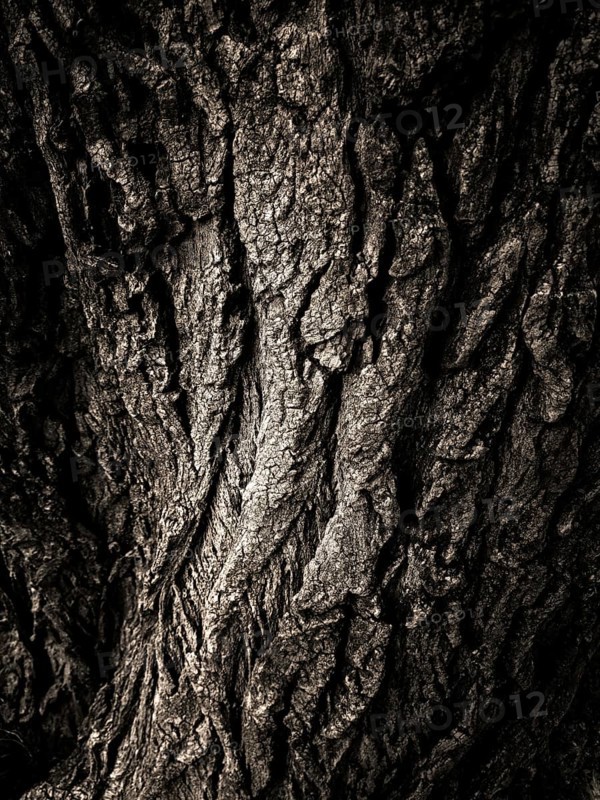 Detailed textures of a tree's bark reveal age and character, showcasing natural patterns and contours in a striking black and white format, highlighting the beauty of nature