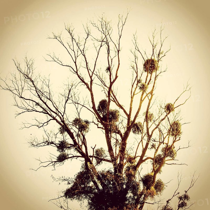 A tall, leafless tree stands silhouetted against a warm sunset sky. Mistletoe clusters are visible along the branches, creating a striking contrast in the tranquil setting