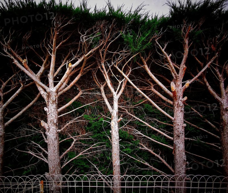 Tall pine trees display a unique arrangement of branches reaching skyward, blending into a dark background. The serene environment accentuates the natural beauty of the trees