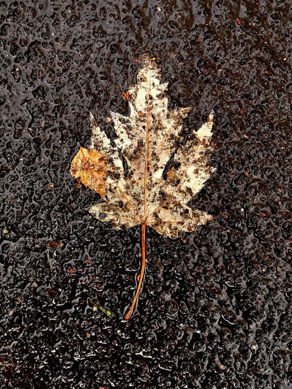 A dry maple leaf rests on a slick, rain-soaked pavement. The leaf's colors are muted by wetness, capturing the essence of autumn in an urban environment
