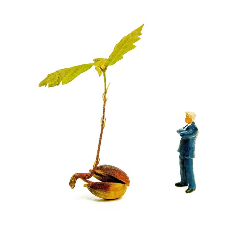 A small figurine stands beside a young oak plant that has sprouted from an acorn. The vibrant green leaves contrast with the brown acorn shell, highlighting the early stages of growth and new life