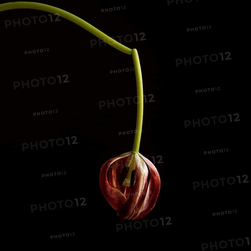A faded red tulip, gently drooping from a slender green stem, contrasts beautifully against a dark background, showcasing its delicate layers and textures in soft light