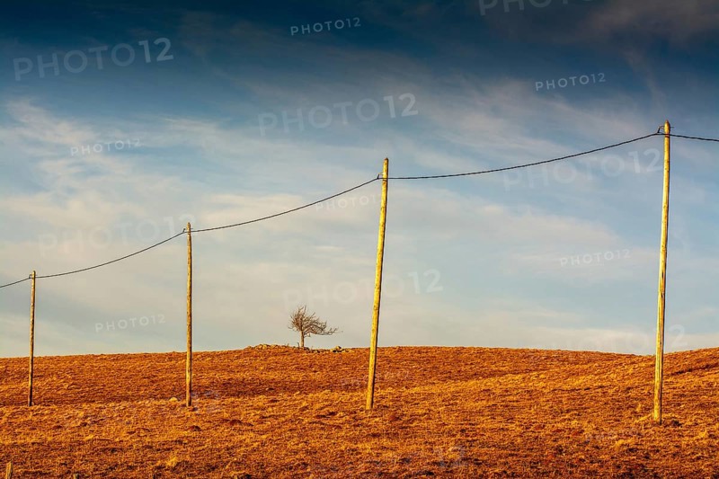 A row of wooden electric poles stretches across the golden hills of the Regional Nature Park of Volcans d'Auvergne. The landscape features a solitary tree against a backdrop of soft clouds, Puy de Dome, Auvergne Rhone Alpes, France