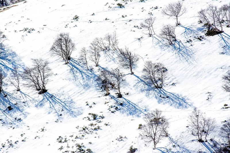 A tranquil winter landscape features snow blanketing the ground, with bare trees scattered across the scene, their long shadows stretching out over the white terrain. Puy de Dome, Auvergne Rhone Alpes, France