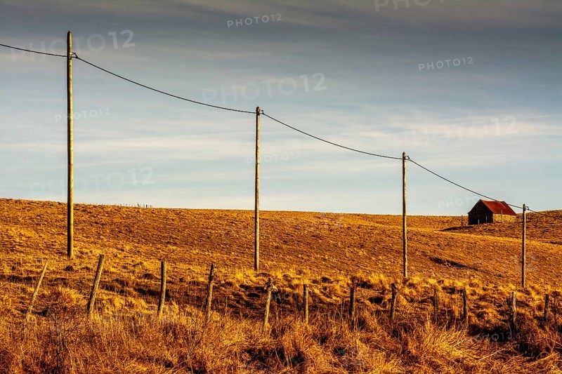 A tranquil view features a row of wooden electric poles stretching across the golden fields of Cezallier, Auvergne volcanoes natural park, Puy de Dome, Auvergne Rhone Alpes, France