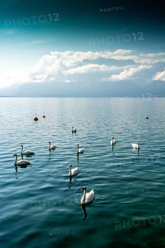 Swans swim serenely across the clear waters of Lake Geneva, surrounded by picturesque mountains and a tranquil atmosphere in Vevey, Switzerland