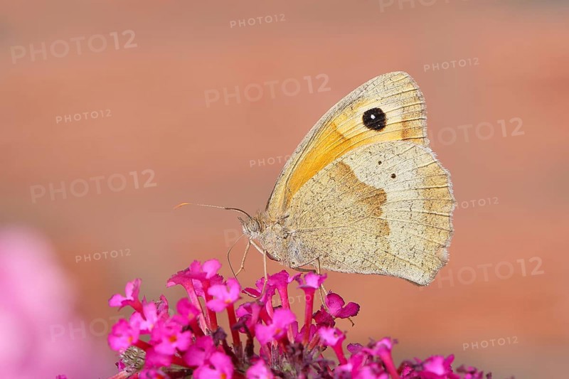 Meadow Brown (Maniola jurtina), sucking nectar on summer lilac (Buddleja davidii), butterfly bush, in a natural environment, in the wild, wildlife, insects, butterflies, butterflies, Siegerland, North Rhine-Westphalia, Germany