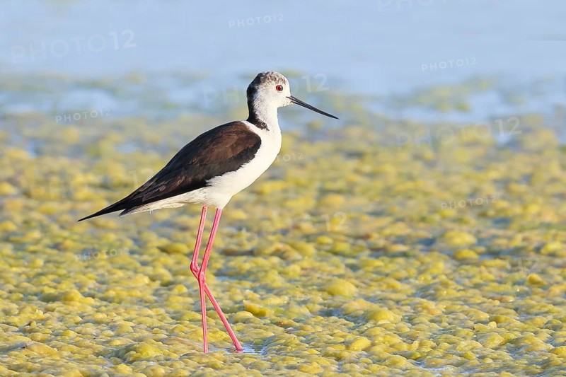 Stilt (Himantopus himantopus), male, standing in algae in shallow water, Ziggsee, Lake Neusiedl National Park, Seewinkel, Burgenland, Austria