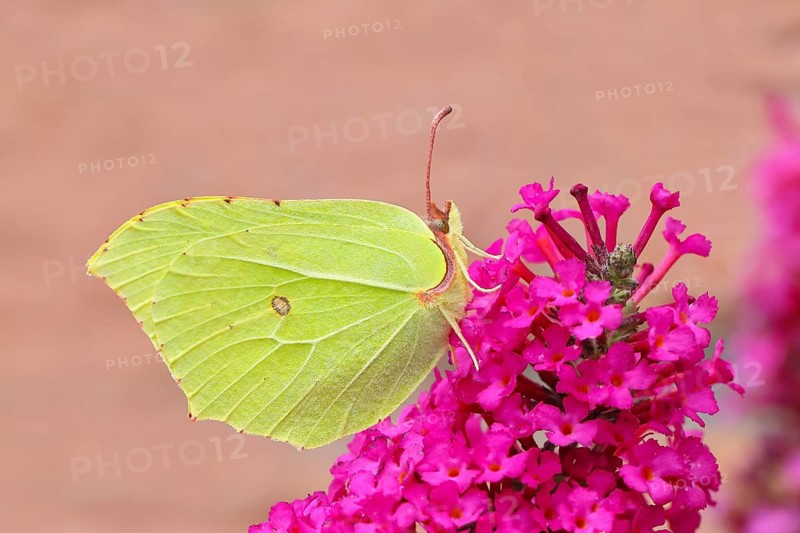 Lemon butterfly (Gonepteryx rhamni), resting on butterfly bush (Buddleja davidii), in a natural environment, in the wild, wildlife, insects, butterflies, butterflies, Siegerland, North Rhine-Westphalia, Germany