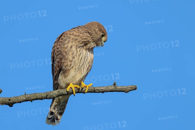 Kestrel (Falco tinnunculus), young bird sitting on a thin branch, wildlife, animals, birds, bird of prey, Ziggsee, Lake Neusiedl National Park, Seewinkel, Burgenland, Austria