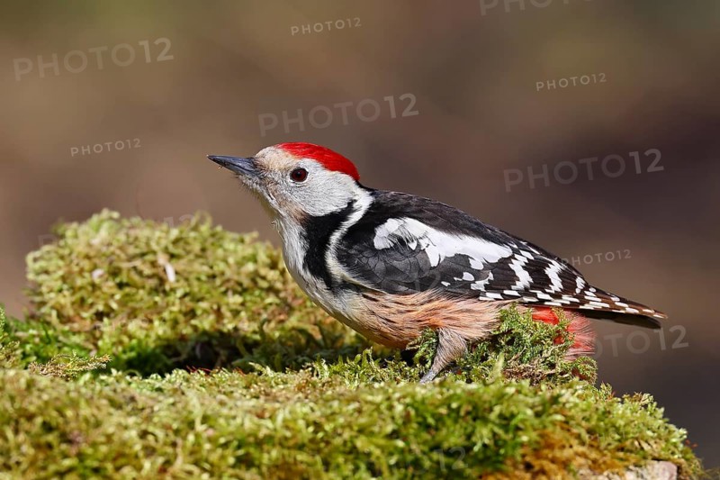 Middle spotted woodpecker (Dendrocopos medius) foraging on mossy ground in the forest, Wilnsdorf, North Rhine-Westphalia, Germany