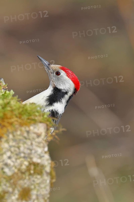 Middle spotted woodpecker (Dendrocopos medius) foraging on mossy ground in the forest, animal portrait, Wilnsdorf, North Rhine-Westphalia, Germany