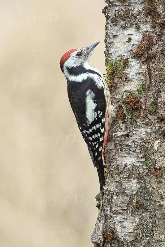 Middle spotted woodpecker (Dendrocopos medius) foraging on the trunk of a grey birch (Betula populifolia), Wilnsdorf, North Rhine-Westphalia, Germany