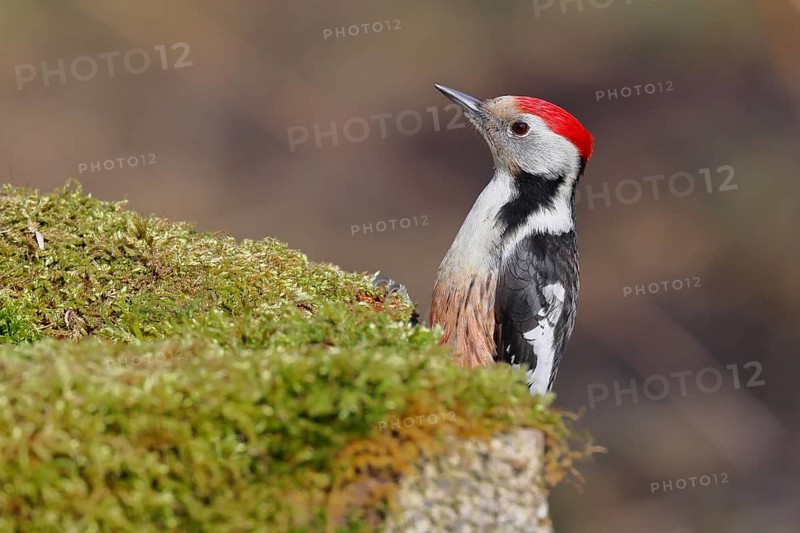 Middle spotted woodpecker (Dendrocopos medius) foraging on mossy ground in the forest, animal portrait, Wilnsdorf, North Rhine-Westphalia, Germany