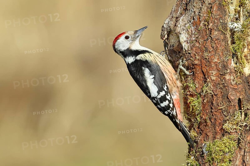 Middle spotted woodpecker (Dendrocopos medius) foraging on the trunk of an oak (Quercus), Wilnsdorf, North Rhine-Westphalia, Germany