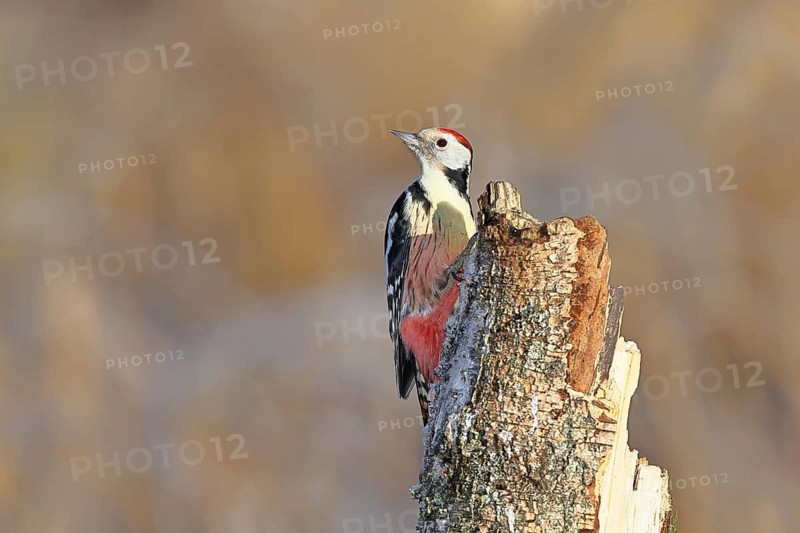 Middle spotted woodpecker (Dendrocopos medius) foraging on the trunk of a grey birch (Betula populifolia), Wilnsdorf, North Rhine-Westphalia, Germany