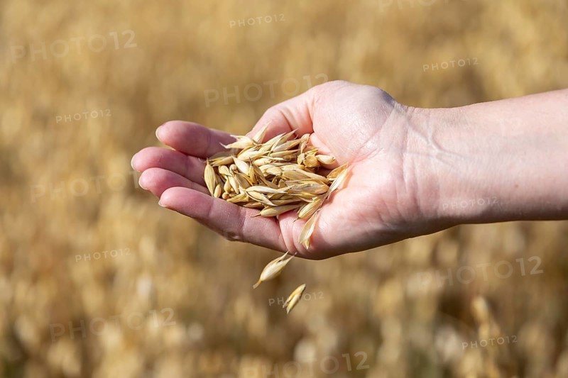 The golden harvest. Oat grains in hand