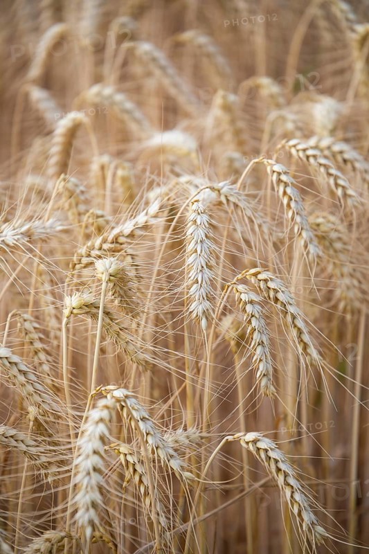 Golden wheat field shortly in front of harvest
