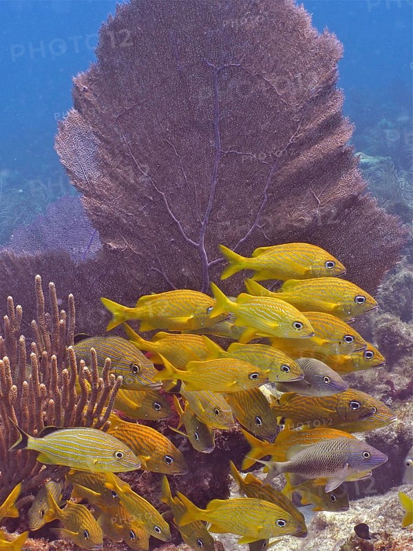A school of yellow fish, French grunts (Haemulon flavolineatum), swim near a Venus fan (Gorgonia ventalina) in the clear seawater. Dive site John Pennekamp Coral Reef State Park, Key Largo, Florida Keys, Florida, USA