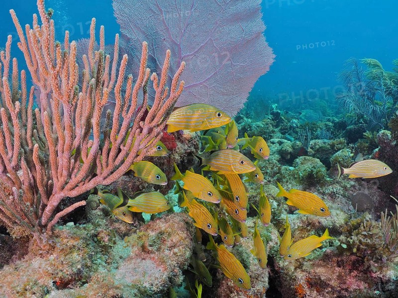 Yellow fish, French grunts (Haemulon flavolineatum), swim around a reef with various soft corals in blue water. Dive site John Pennekamp Coral Reef State Park, Key Largo, Florida Keys, Florida, USA