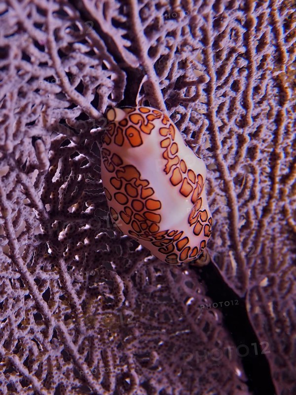 Flamingo tongue (Cyphoma gibbosum) on purple Venus fan (Gorgonia ventalina) at night. Dive site John Pennekamp Coral Reef State Park, Key Largo, Florida Keys, Florida, USA