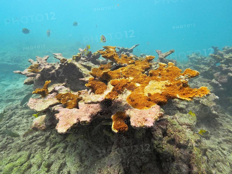 Partially dead elkhorn coral (Acropora palmata) . Dive site John Pennekamp Coral Reef State Park, Key Largo, Florida Keys, Florida, USA