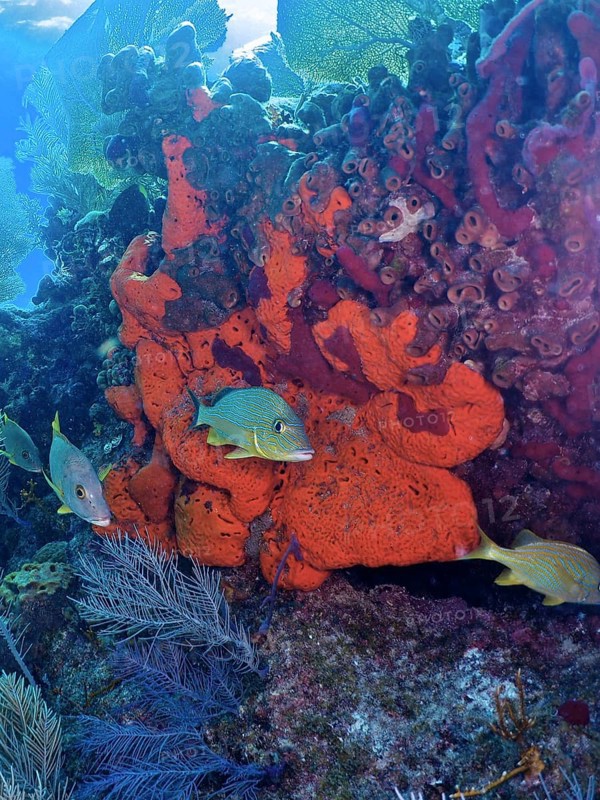 Fire sponge (Tedania ignis) and colourful fish. Dive site John Pennekamp Coral Reef State Park, Key Largo, Florida Keys, Florida, USA