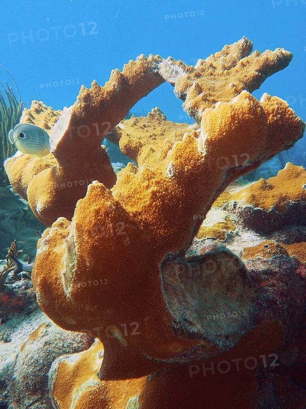 Magnificent elkhorn coral (Acropora palmata) under the sea surface. Dive site John Pennekamp Coral Reef State Park, Key Largo, Florida Keys, Florida, USA