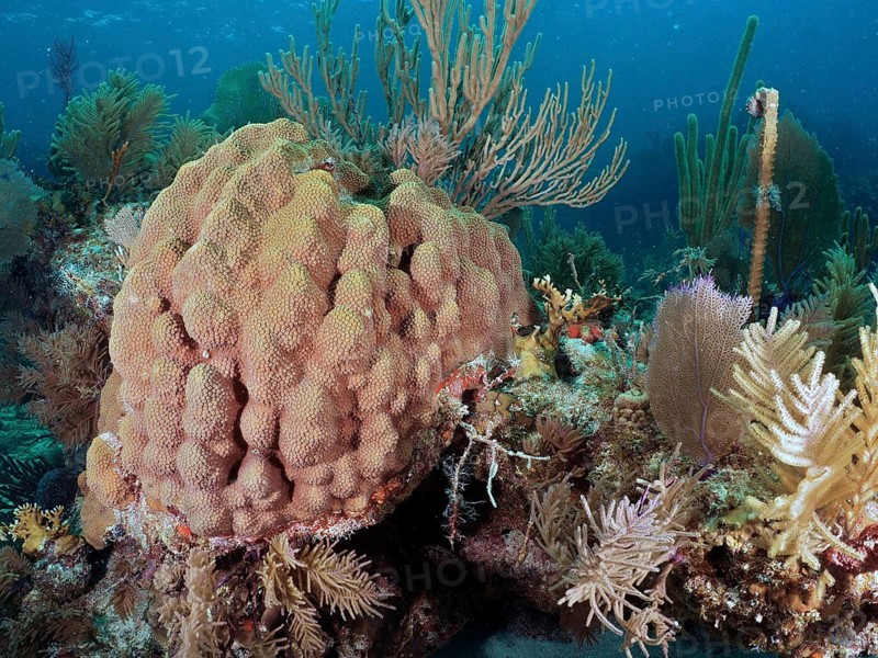 Magnificent coral reef with various species and colours, including mountain star coral (Orbicella faveolata) . Dive site John Pennekamp Coral Reef State Park, Key Largo, Florida Keys, Florida, USA