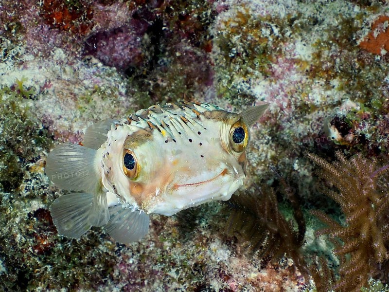 A pufferfish, brown spotted hedgehogfish (Diodon holocanthus), with an attentive look camouflages itself in a coral reef. Dive site John Pennekamp Coral Reef State Park, Key Largo, Florida Keys, Florida, USA