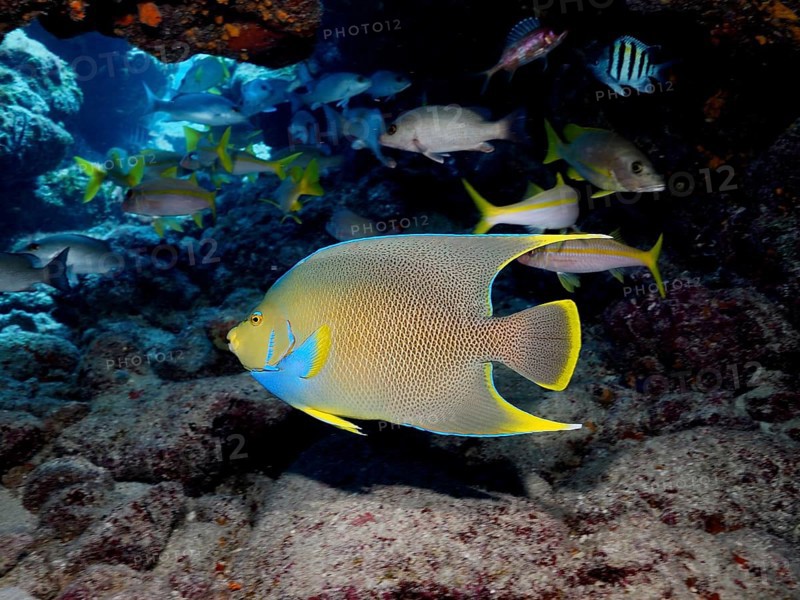 Bermuda angelfish (Holacanthus bermudensis) and other tropical fish swim around a coral reef. Dive site John Pennekamp Coral Reef State Park, Key Largo, Florida Keys, Florida, USA
