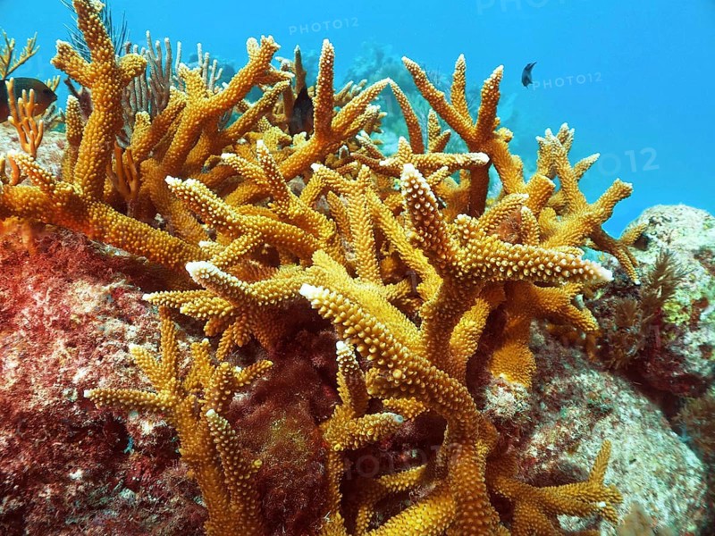 Staghorn coral (Acropora cervicornis) on a rock in clear sea water. Dive site John Pennekamp Coral Reef State Park, Key Largo, Florida Keys, Florida, USA