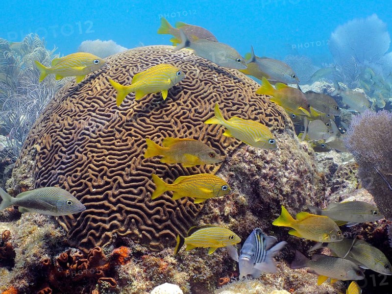 Bright fish swim around large brain coral (Diploria labyrinthiformis) in the blue water of a reef. Dive site John Pennekamp Coral Reef State Park, Key Largo, Florida Keys, Florida, USA