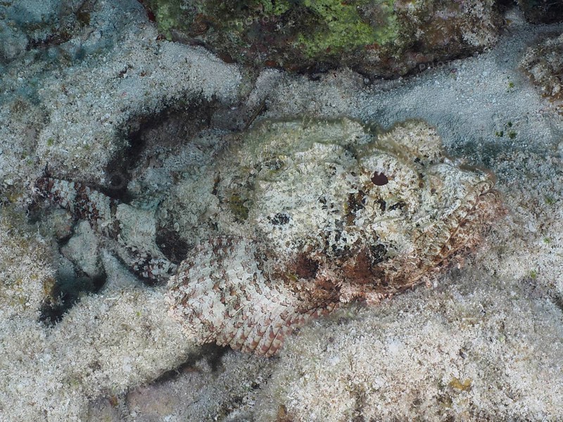 A feathered scorpionfish (Scorpaena grandicornis) lies camouflaged in the sandy seabed and is difficult to recognise. Dive site John Pennekamp Coral Reef State Park, Key Largo, Florida Keys, Florida, USA